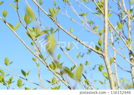 Wakaba growing in the blue sky 116152846