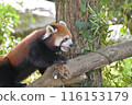 Zoalasia Lesser Panda 116153179