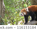 Zoalasia Lesser Panda 116153184