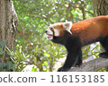 Zoalasia Lesser Panda 116153185