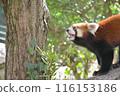 Zoalasia Lesser Panda 116153186