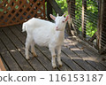 Baby goat at Zao Fox Village 116153187