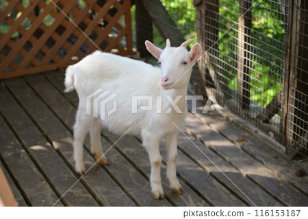 藏王狐狸村的小山羊 116153187