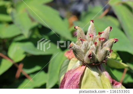 Close-up of a peony fruit 116153301