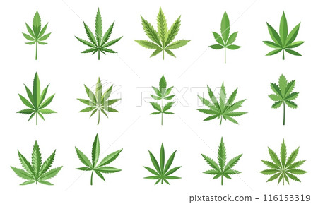 Marijuana Leaf set. Cannabis plant with different leaflets. Recreational and medicinal use of cannabis. Vector icons collection 116153319