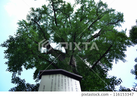 千葉縣市原市八幡的發電點:飯岡八幡宮的倒立銀杏樹 千葉縣市原市八幡的發電點:飯岡八幡宮的倒立銀杏樹 116153347