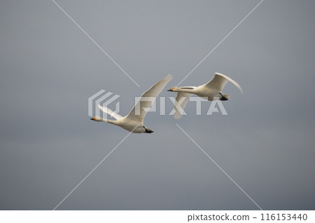 Flying swan pair 116153440
