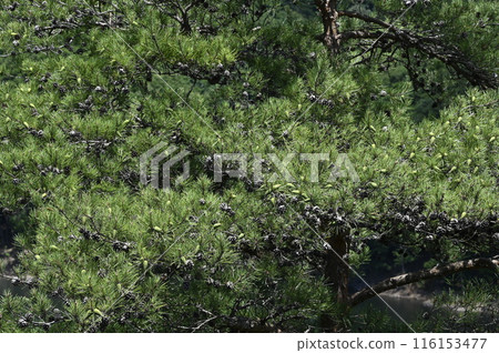 赤松分店 116153477