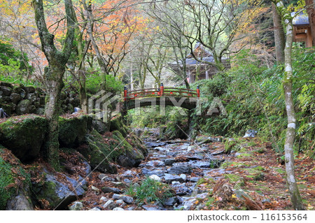 Autumn leaves walk (Ryokaisan Yokozoji Temple) 13 (Yokozo area, Ibigawa-cho, Ibi-gun, Gifu Prefecture) 116153564
