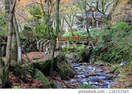 紅葉漫步（靈海山橫藏寺）12（岐阜縣揖斐郡揖斐川町橫藏地區） 116153565