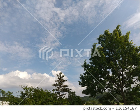 初夏的雲朵和樹木 初夏的雲朵和樹木 116154167
