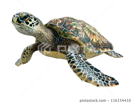Big Sea Turtle isolated on transparent background, wild life concept, realistic illustration 116154410