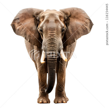 Big African Elephant isolated on transparent background, wild life concept 116154445