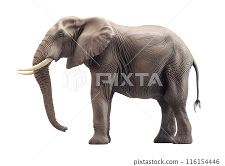 Big African Elephant isolated on transparent background, wild life concept 116154446