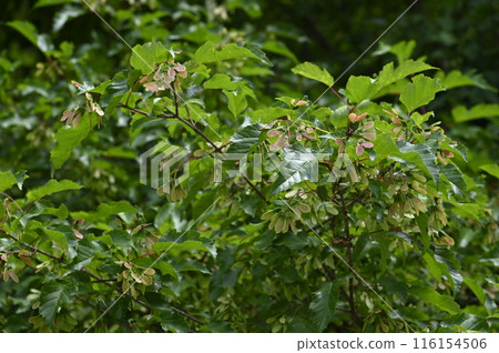 翼開襟羊毛衫 翼開襟羊毛衫 116154506