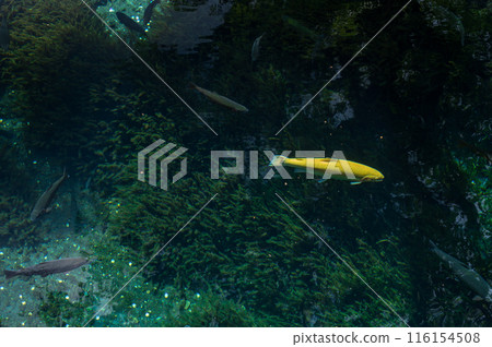 忍野八海的魚兒在游泳 116154508