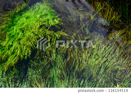 水墨畫般的水面 忍野八海 水墨畫般的水面 忍野八海 116154519