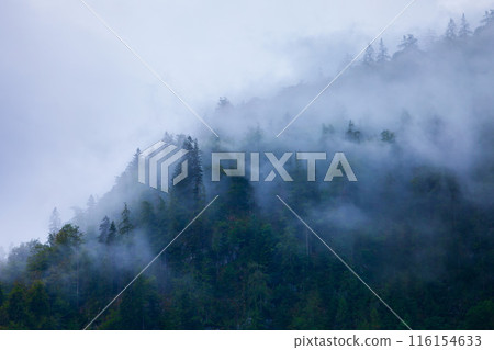 Mountain slope in clouds and mist 116154633