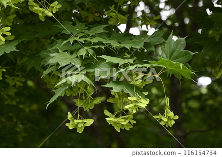 日本楓樹的翅果 116154734
