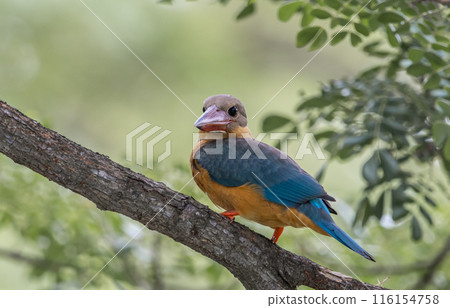 Stork-billed kingfisher childhood on the branch of a tree. Stork-billed kingfisher childhood on the branch of a tree. 116154758