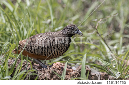 Barred Buttonquail on the ground animal portrait. Barred Buttonquail on the ground animal portrait. 116154760