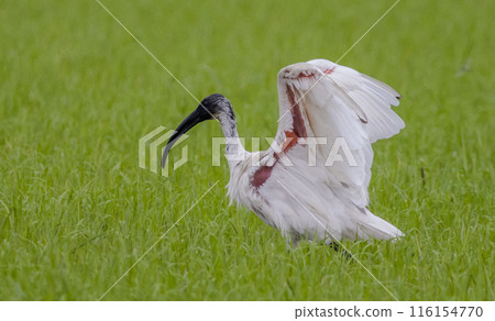Black-headed Ibis .Bathing in a rice field furrow. 116154770