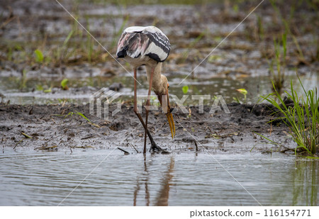 Painted Stork on the ground animal portrait. 116154771