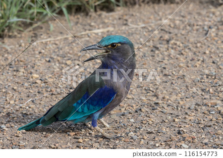 Indochinese roller close up shot animal portrait. 116154773