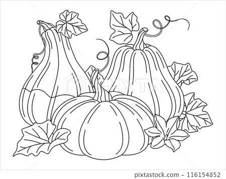 Pumpkins with vines, flower and leaves line art drawing coloring page. Pumpkins with vines, flower and leaves line art drawing coloring page. 116154852
