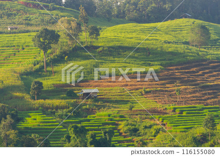 Agriculture of Rice terrace at Terraced Rice fields ,Papongpieng, Chiang Mai,Thailand. Agriculture of Rice terrace at Terraced Rice fields ,Papongpieng, Chiang Mai,Thailand. 116155080