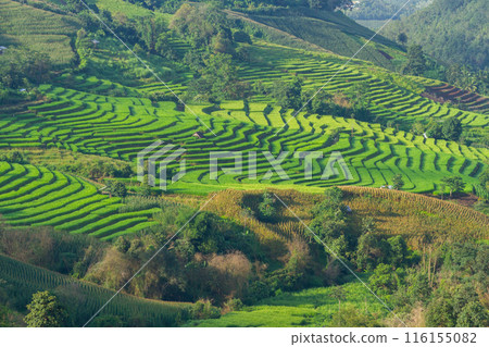 Agriculture of Rice terrace at Terraced Rice fields ,Papongpieng, Chiang Mai,Thailand. 116155082