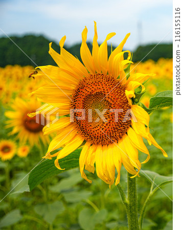 向日葵玉木町 116155116