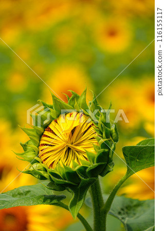 向日葵玉木町 116155117