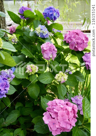 Early summer flowers: A landscape with vibrantly colored hydrangeas Early summer flowers: A landscape with vibrantly colored hydrangeas 116155141