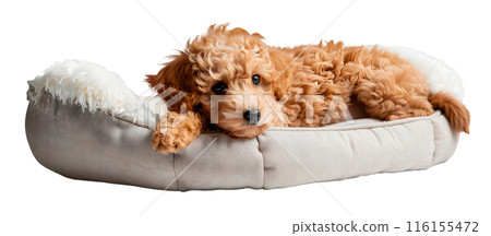 Toy Poodle dog lying in bed, isolated on transparent background, pet concept 116155472