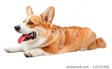Cute Corgi dog isolated on transparent background, pet concept, realistic illustration 116155482