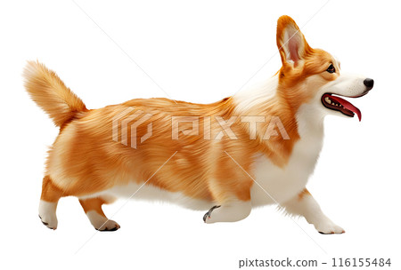 Running Cute Corgi dog isolated on transparent background, pet concept 116155484