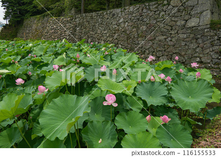 男鹿連田丸城跡 116155533