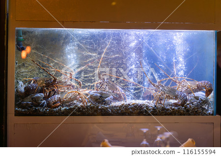 Aquarium in restaurant with living crabs and lobsters Aquarium in restaurant with living crabs and lobsters 116155594