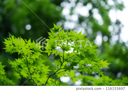 Vivid fresh green landscape Vivid fresh green landscape 116155697