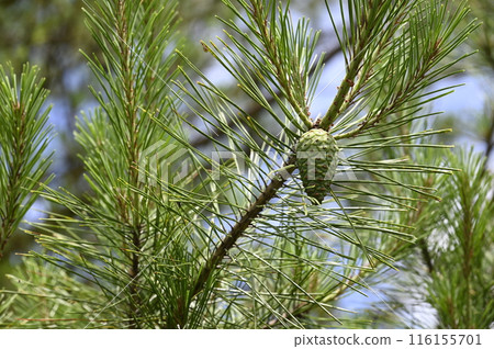Young cone of red pine 116155701