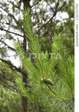 Young cone of red pine 116155704