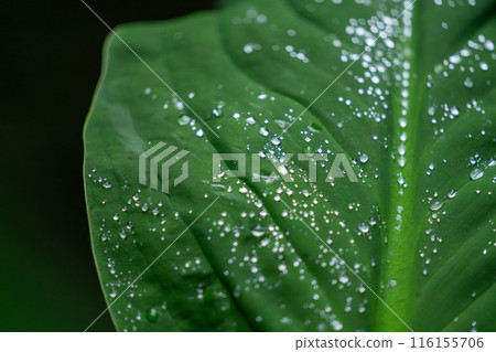 一片大葉子的特寫，上面有水滴 116155706