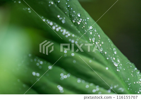 A close-up of a large leaf with water droplets on it 116155707