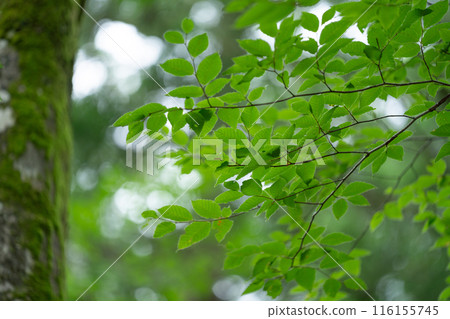 Vivid fresh green landscape 116155745