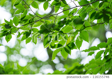 Vivid fresh green landscape Vivid fresh green landscape 116155746