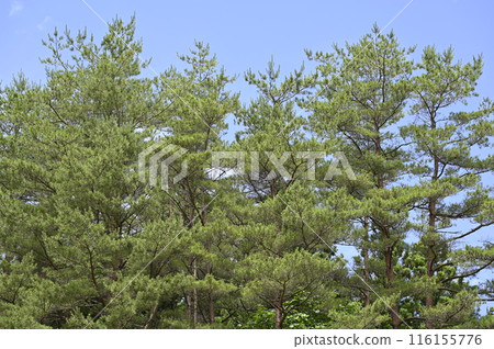 Young red pine forest 116155776