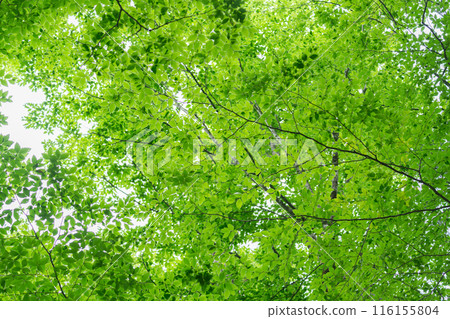 Vivid fresh green landscape Vivid fresh green landscape 116155804
