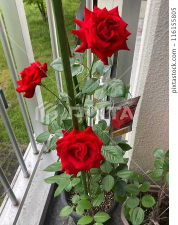 A red rose A red rose 116155805