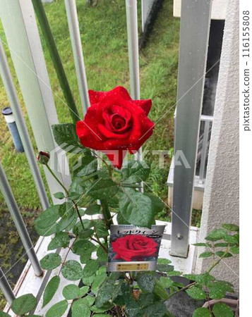 一朵紅玫瑰 一朵紅玫瑰 116155808